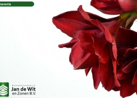 hippeastrum Amarantia (3)